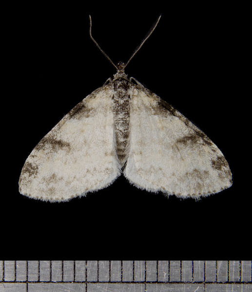 Lobophora5171