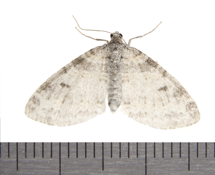 Lobophora8094
