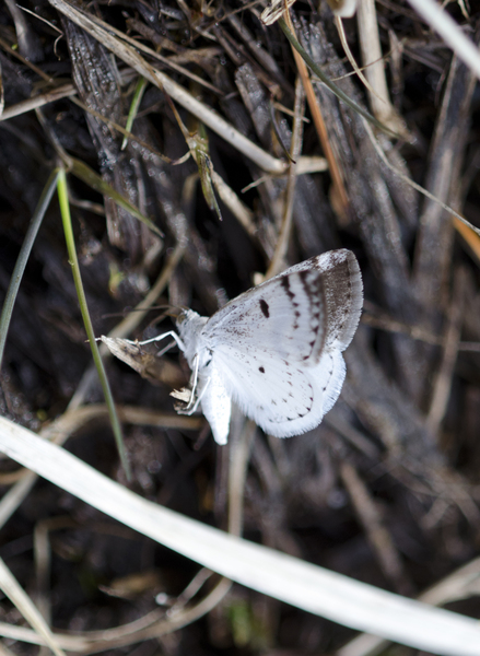 Lomographa1475