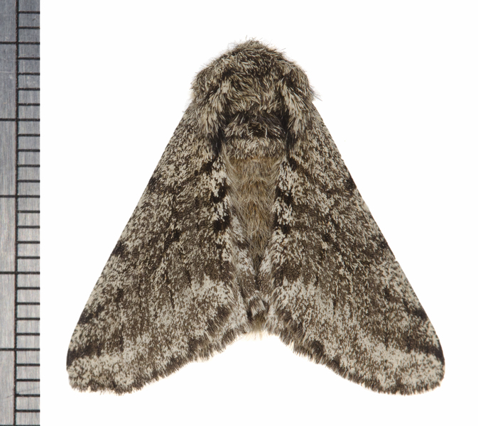 Lycia9863