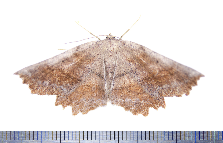 Lytrosis9051