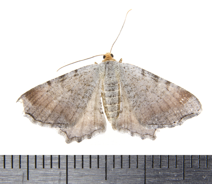 Macaria0101