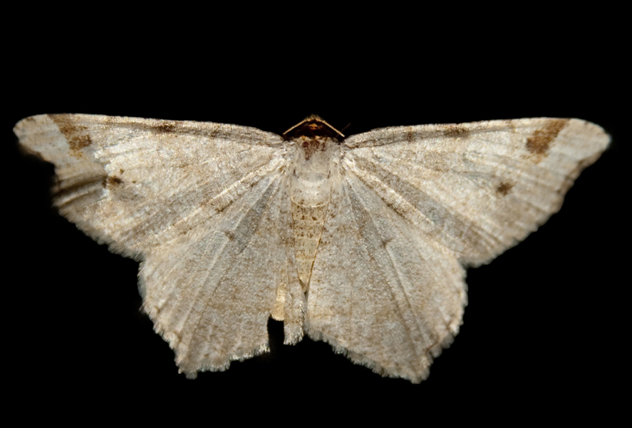 Macaria2224