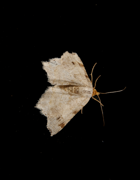 Macaria3470