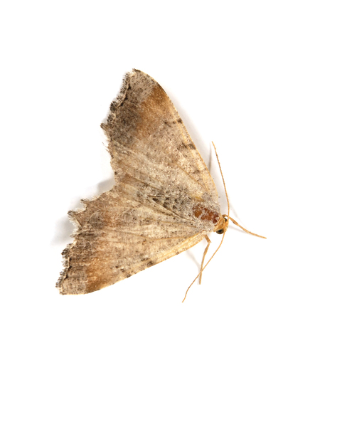 Macaria4228