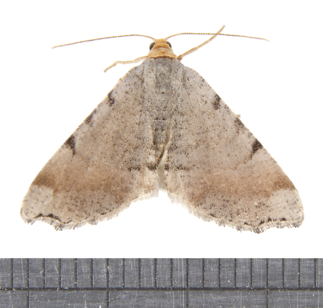 Macaria4775