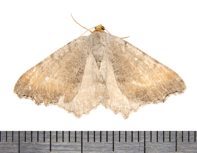Macaria9157