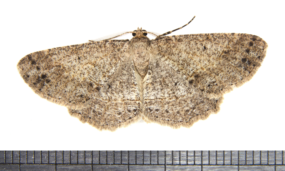Melanolophia2750