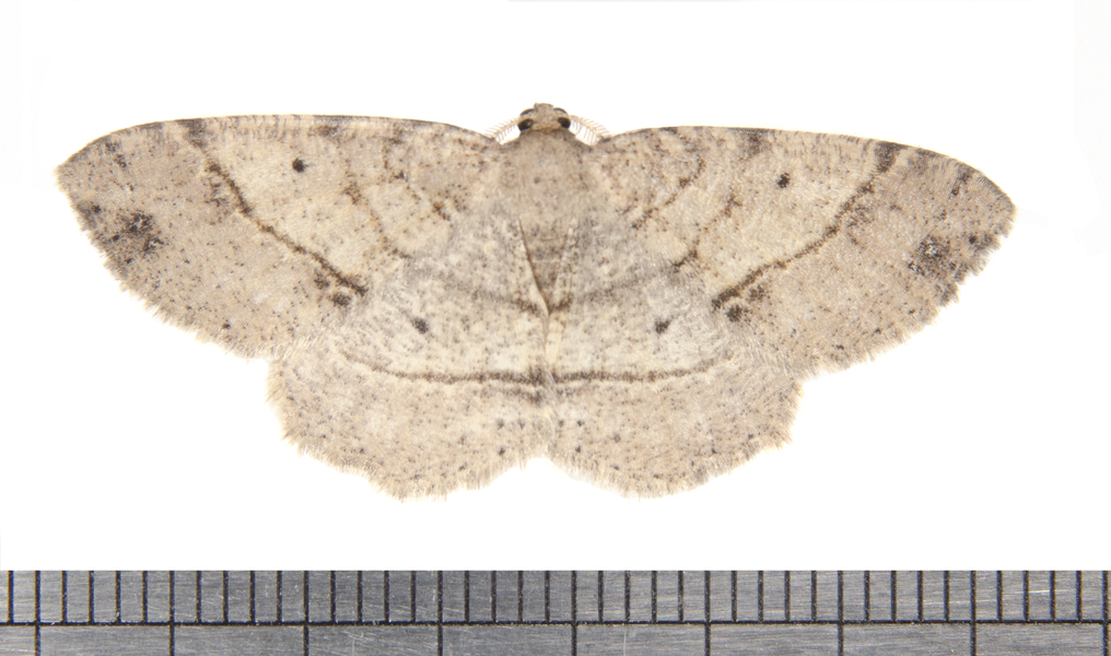 Melanolophia2851