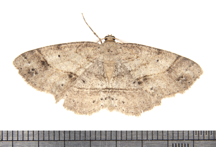 Melanolophia2852