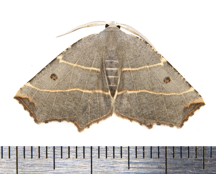 Metanema9754