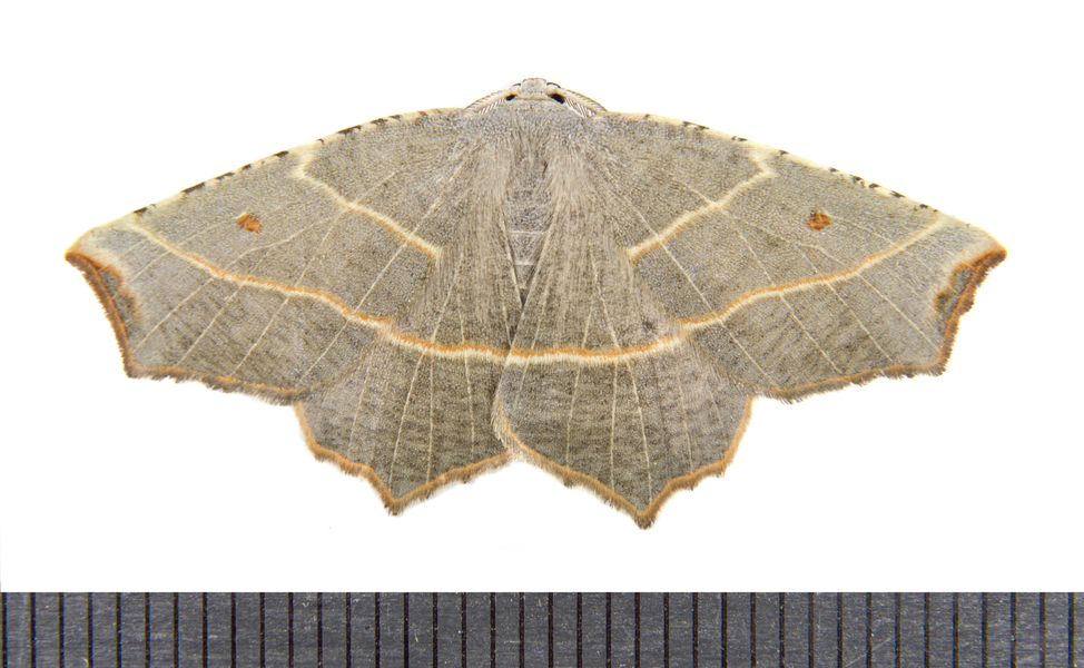 Metanema9835