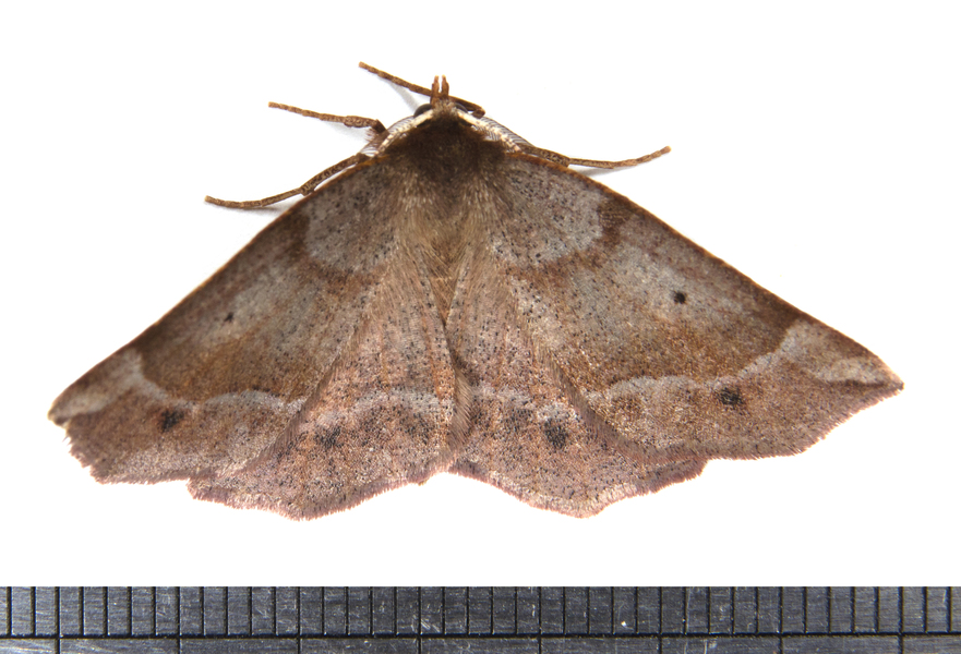 Metarranthis3331
