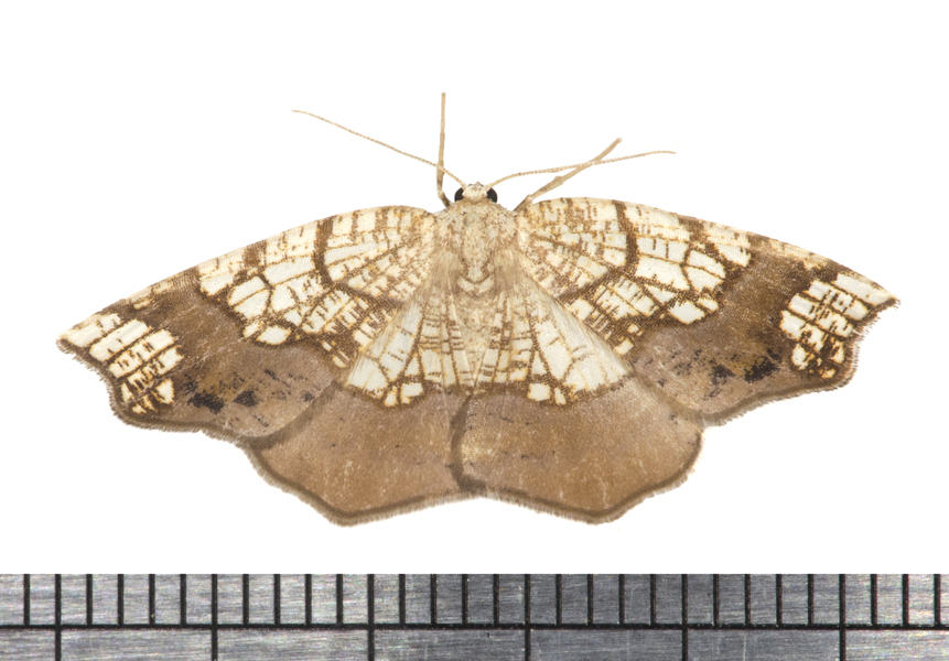 Nematocampa5914
