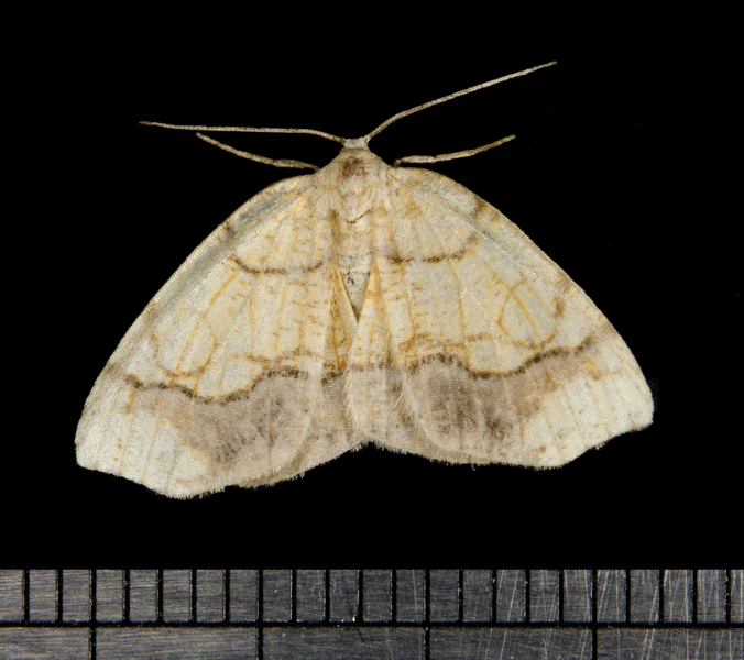 Nematocampa6279