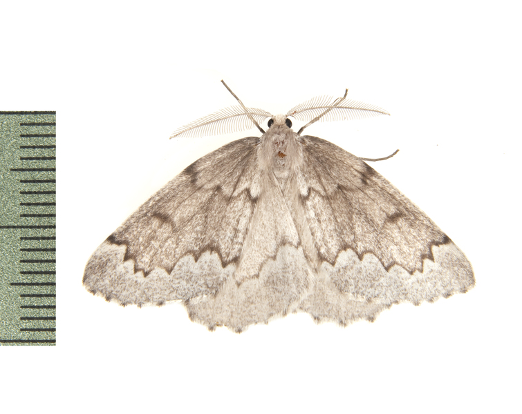 Nepytia3839