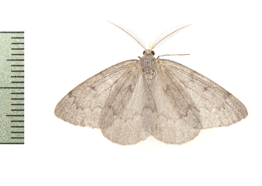 Nepytia3874