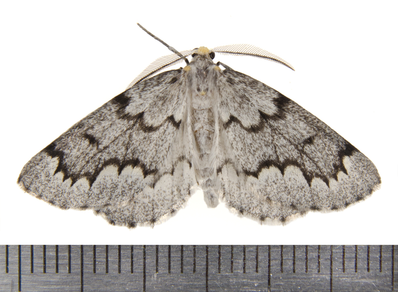 Nepytia9919