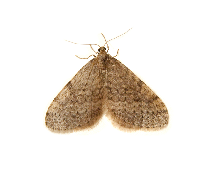 Operophtera5094