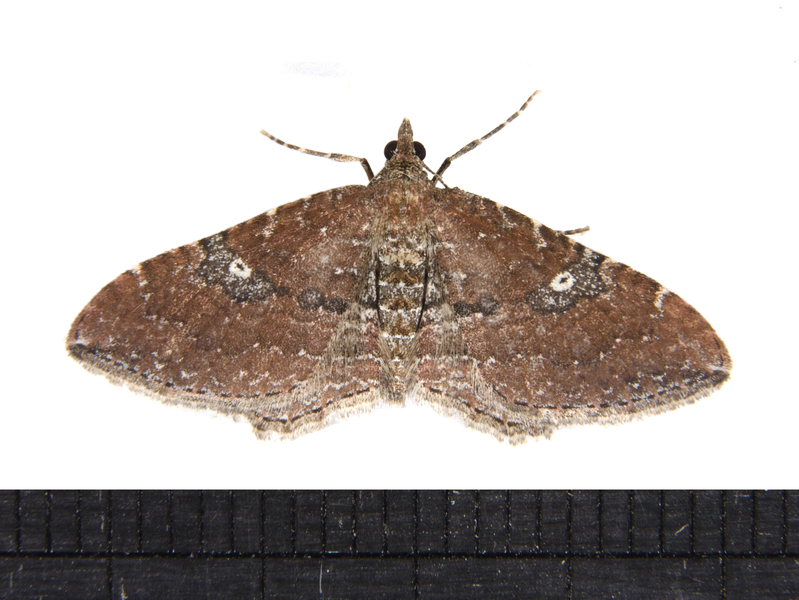 Orthonama3068