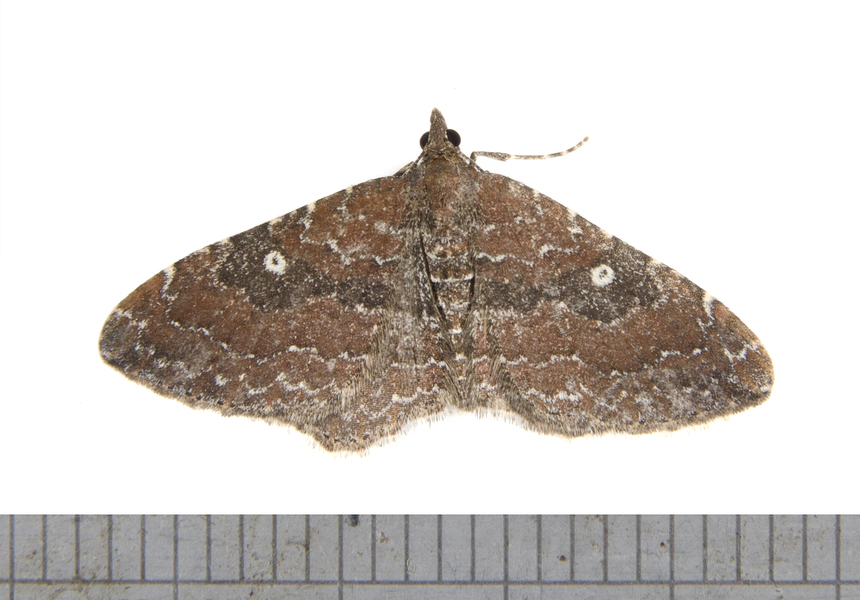 Orthonama6889