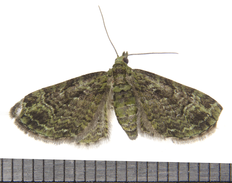 Pasiphila4122