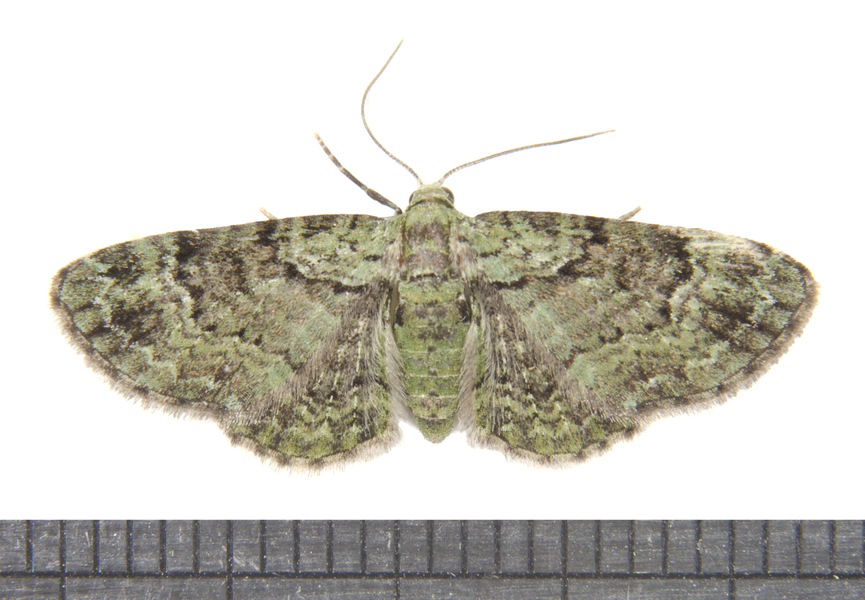 Pasiphila4416