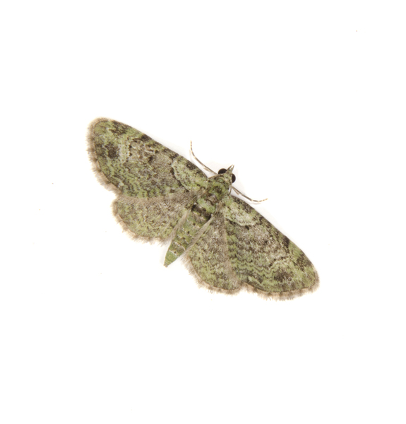 Pasiphila7882