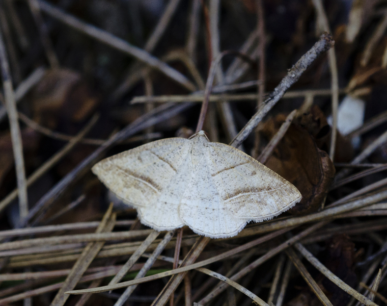 Petrophora3138