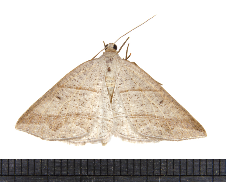 Petrophora3274