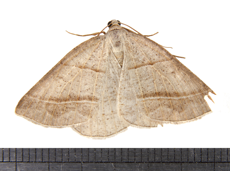 Petrophora3355