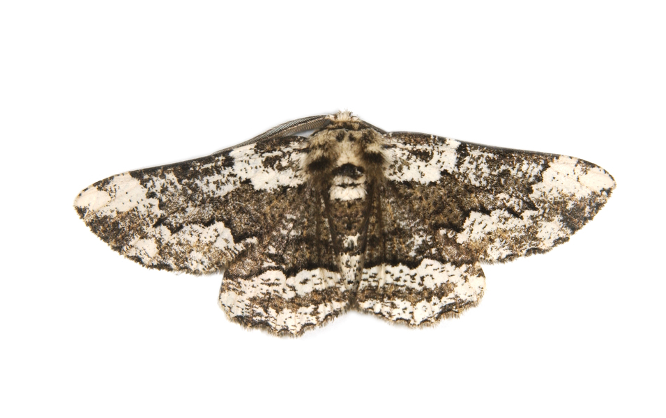 Phaeoura_quernaria7967