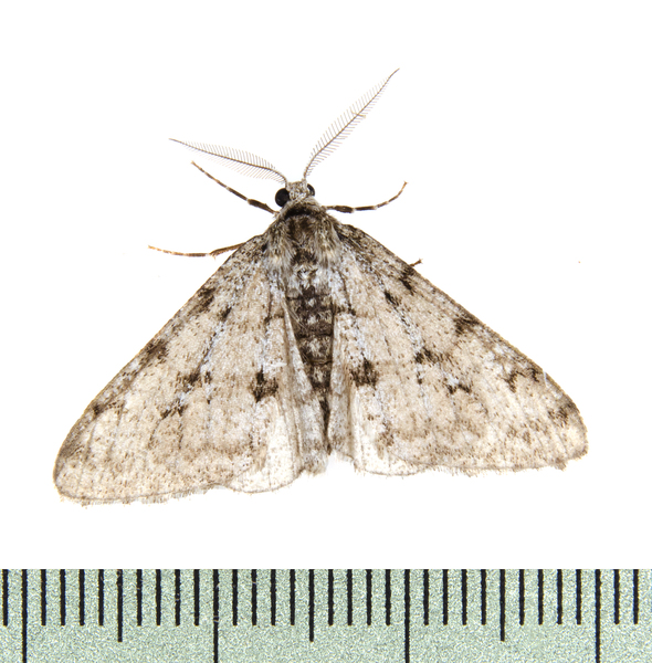 Phigalia1259