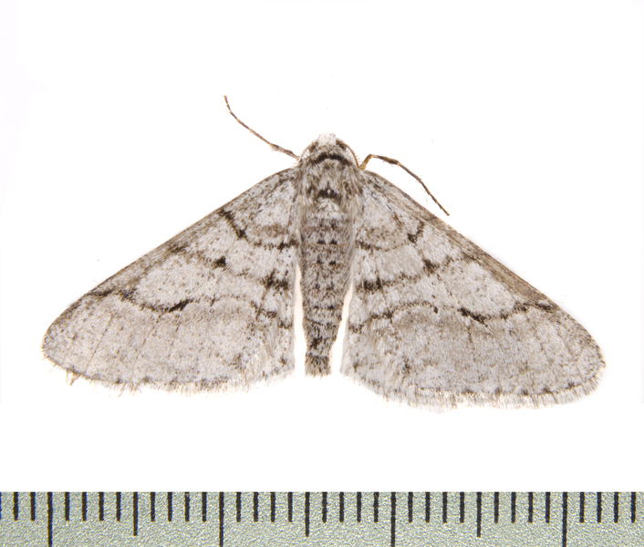 Phigalia1280