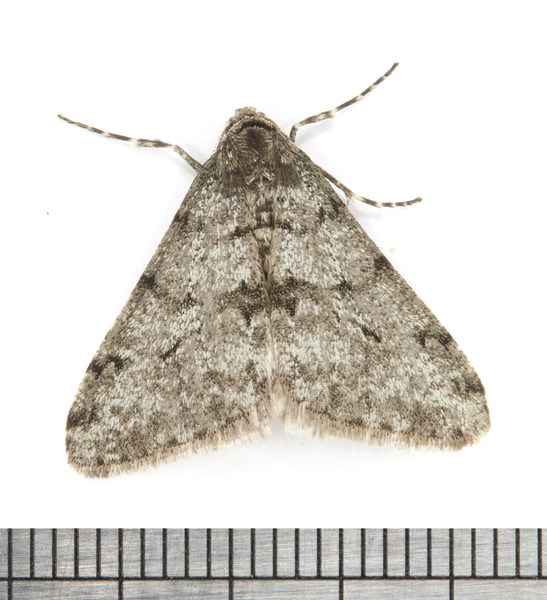 Phigalia9660