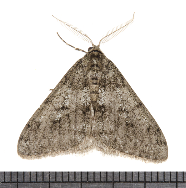 Phigalia9677