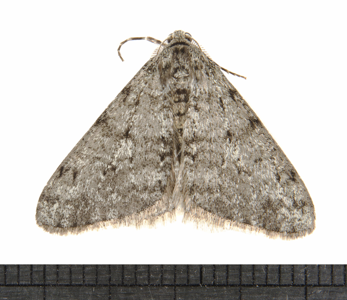 Phigalia9942