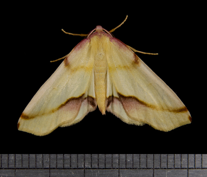 Plagodis3163