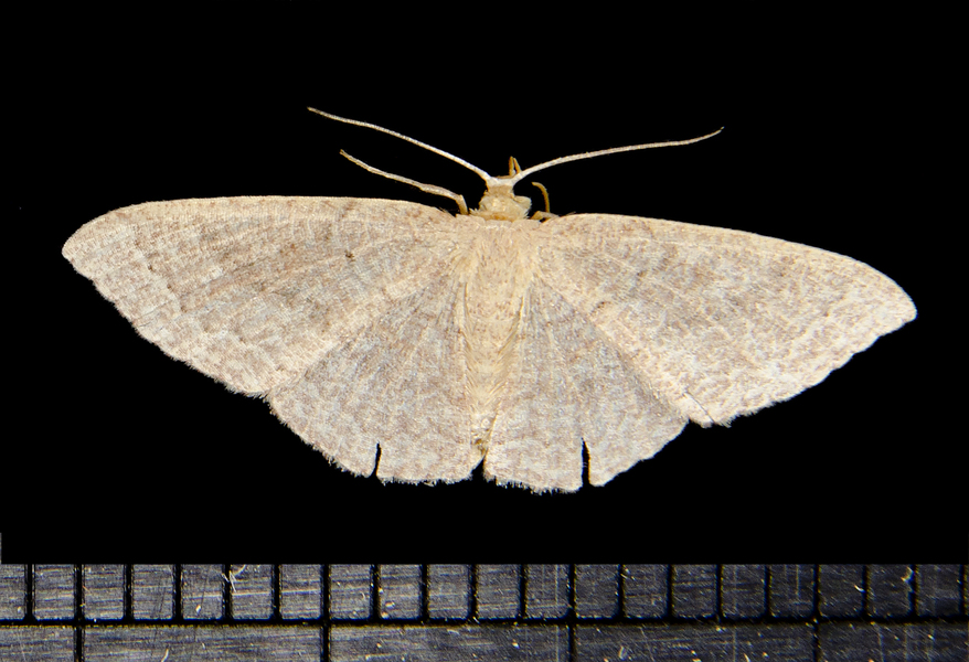 Pleuroprucha7016