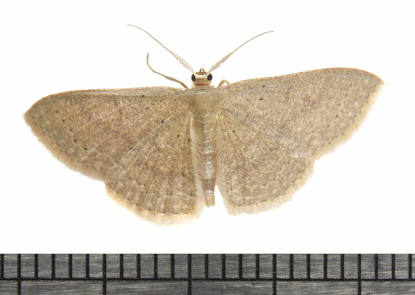 Pleuroprucha7395