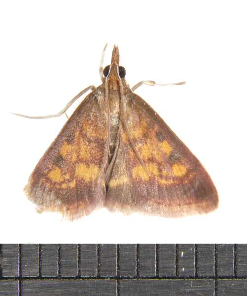 Pyrausta2812