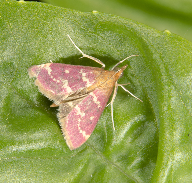 Pyrausta4148