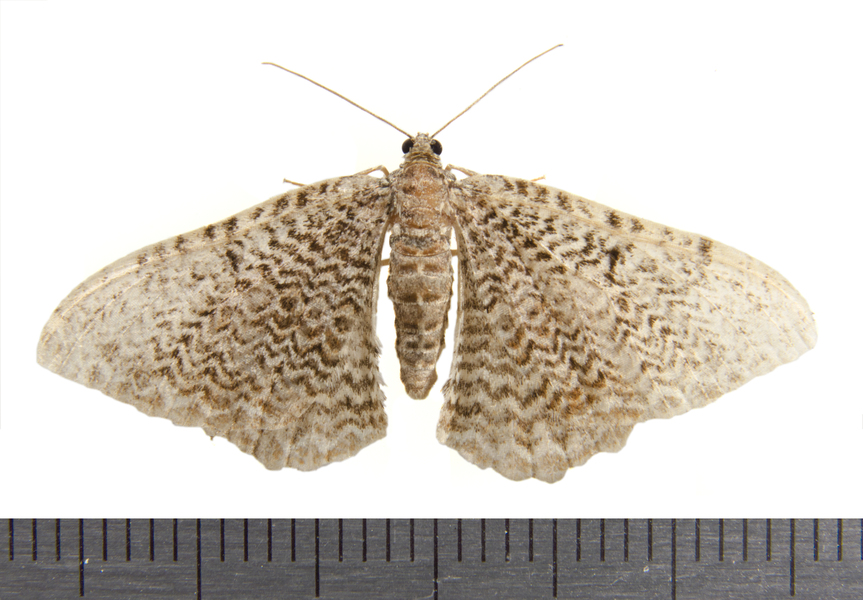 Rheumaptera0396