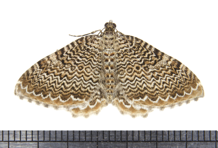 Rheumaptera5090