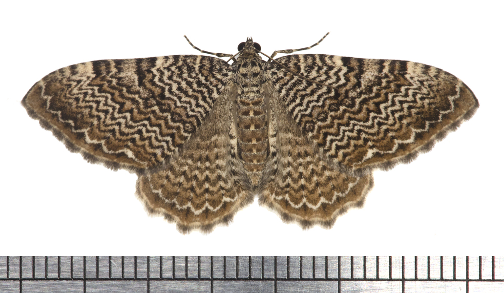 Rheumaptera5879
