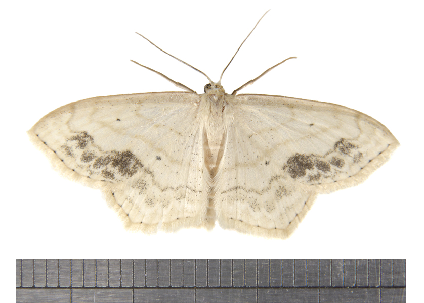 Scopula4009