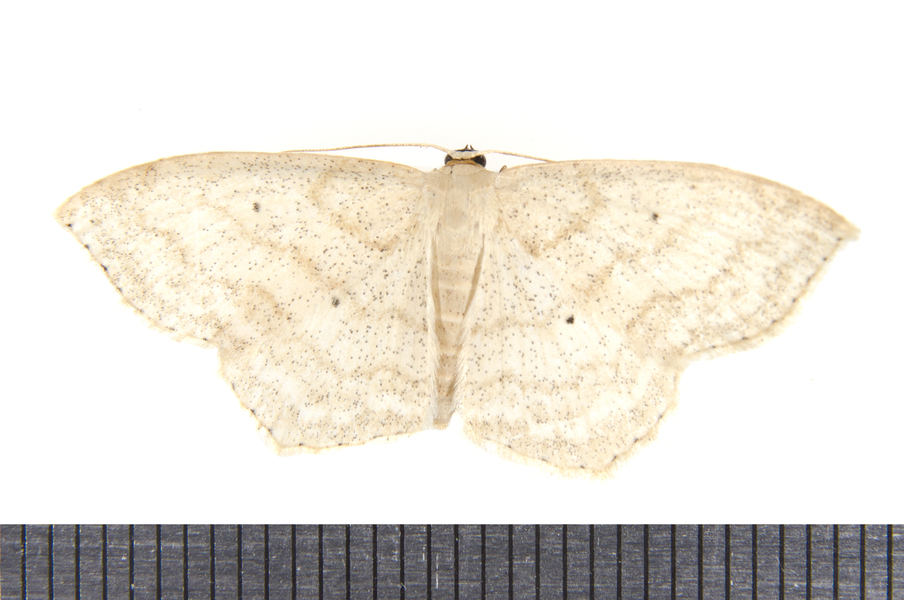 Scopula9716