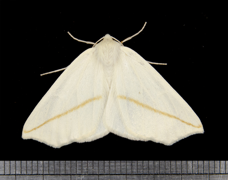 Tetracis3498
