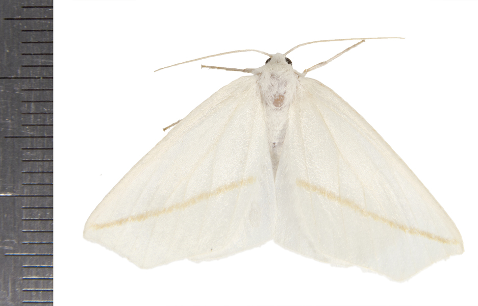 Tetracis8314