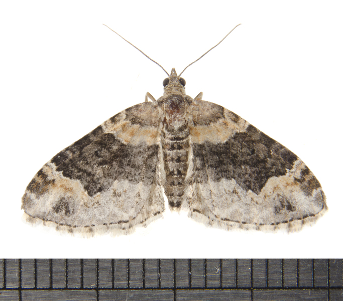 Xanthorhoe4026